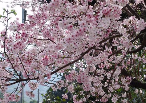 Taiwan limits visitors visiting Alishan during cherry blossom season, Travel News - AsiaOne