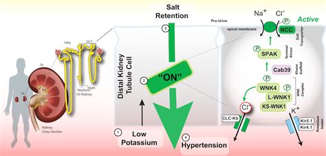 Research – Potassium and High Blood Pressure