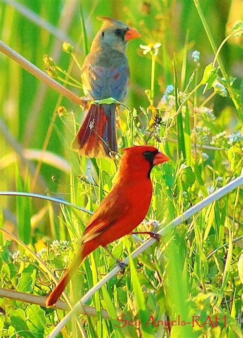 17 Best images about State Birds on Pinterest | Missouri, Birds and Bluebirds