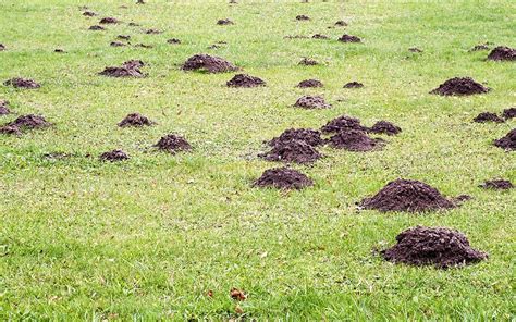 How to Get Rid of Moles and Gophers - The Home Depot