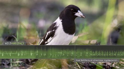 Pied Butcherbird Sounds - The song & calls of one of the world's most melodic songbirds - YouTube