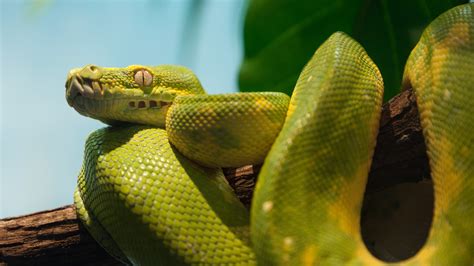 Download Green Snake Animal Python 4k Ultra HD Wallpaper