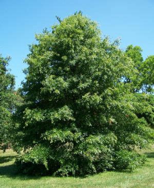 Iowa State Tree, Oak (Quercus spp.), from NETSTATE.COM