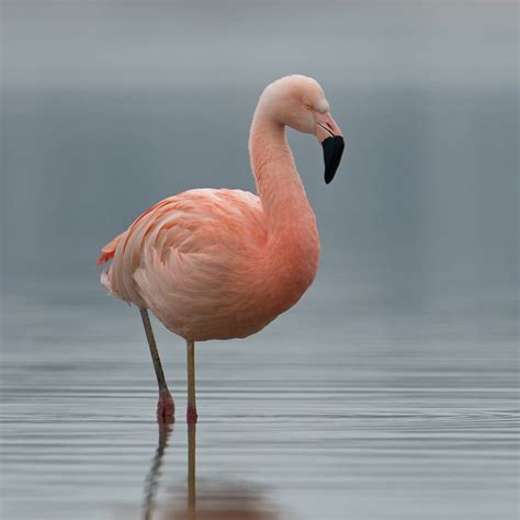 Chileense Flamingo / Chilean Flamingo | Vogels