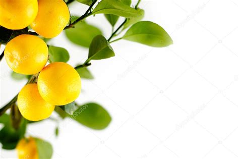 Lemon-tree background Stock Photo by ©kriszta_farkas 2147471