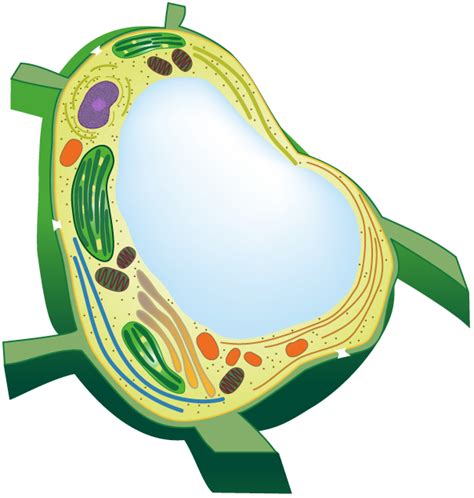 Plant Cell Vacuole