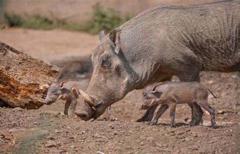 What Are Warthogs Adaptations? - The Safari World