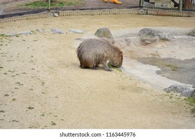 Capybara Zoo Japan Stock Photo 1163445976 | Shutterstock