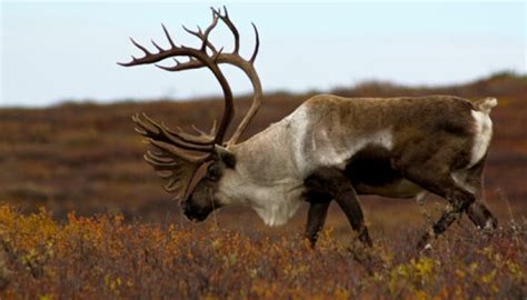 Reindeer mating – when it's good to be fat