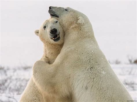 Polar Bear Hugs!!!! | Polar bear, Bear, Bear hug