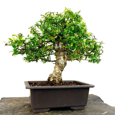 Pyracantha Bonsai Tree(Pyracantha coccinea)| Herons Bonsai