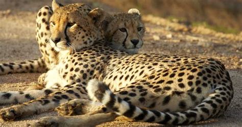 Kruger Park Wildlife Guide : Animals and Birds of Kruger Park