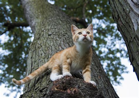 How to Take Care of an Outdoor Cat | East Valley Animal Hospital | Mesa