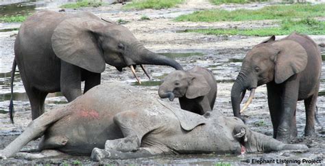 The Long Term Effects of Poaching on Forest Elephants | by Shimon ...