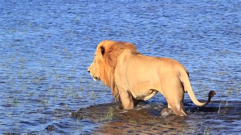 Lion In Water Long Clip Smooth Stock Footage SBV-301035592 - Storyblocks