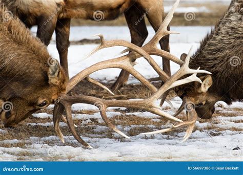 Bull elk antlers locked stock photo. Image of national - 56697386