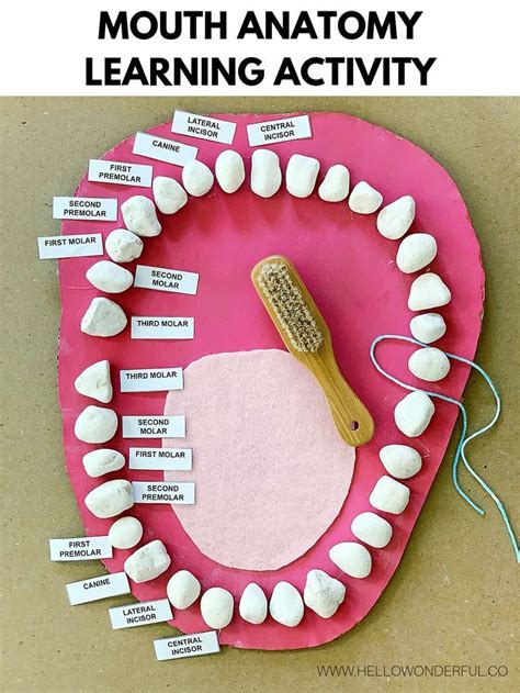 TEETH MOUTH ANATOMY LEARNING ACTIVITY - hello, Wonderful | Teeth ...