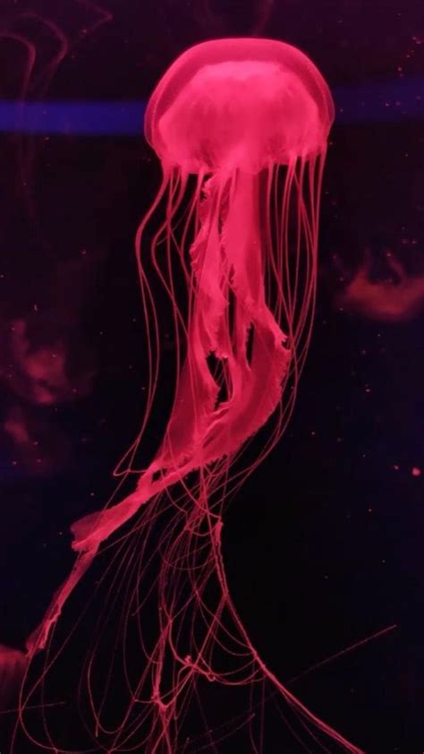 Pink jellyfish tank/ pink and black aesthetic/ pink jellyfish/ glowing ...