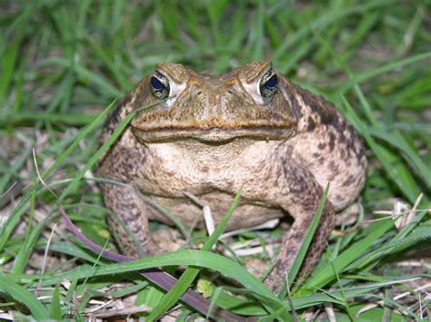 What To Do If You See A Poisonous Bufo Toad Near Your Property | WJCT NEWS