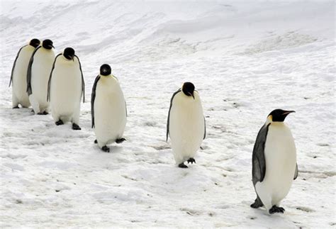 By the left, quick march: The Emperor Penguins migration | The ...