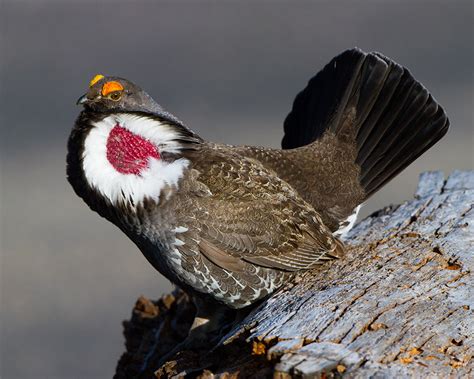 Dusky Grouse | Audubon Field Guide