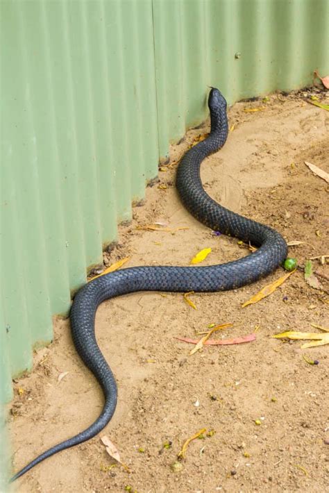 Tasmanian Tiger Snake - A-Z Animals