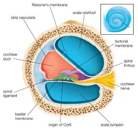 Stock Illustration - A cross section through one of the turns of the cochlea showing the scala ...