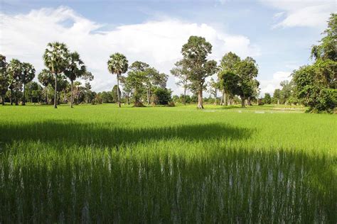 The Ricefields of Cambodia - beautiful to look at **Photostory**