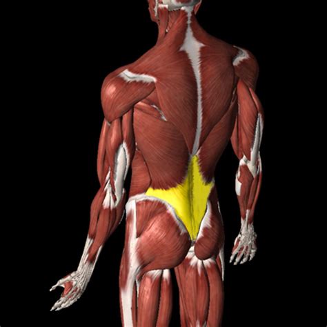 Thoracolumbar Fascia