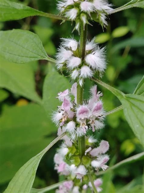 Growing Motherwort: Everything About Growing, Caring For, And Harvesting Motherwort ...