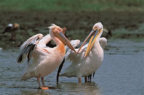 Lake Nakuru National Park - Wildlife Galore