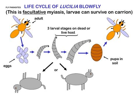 PPT - FLY PARASITES FLY LIFE CYCLES - BASIC PATTERNS (1) PowerPoint ...