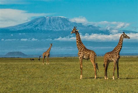 Amboseli National Park - Journeys by Design