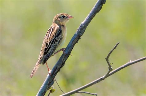 Sex in the grass: What a noisy little bird told us about fidelity | Reproduction | Earth Touch News