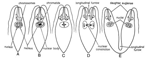 How does Euglena reproduce? (Reproduction in Euglena)