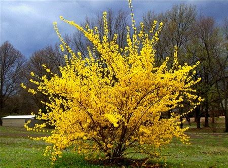 Forsythia Suspensa at best price in Darjeeling by Himalayan Flower ...