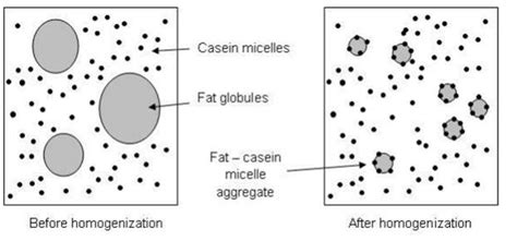 Effect of homogenization of fat and casein fractions in fluid milk ...