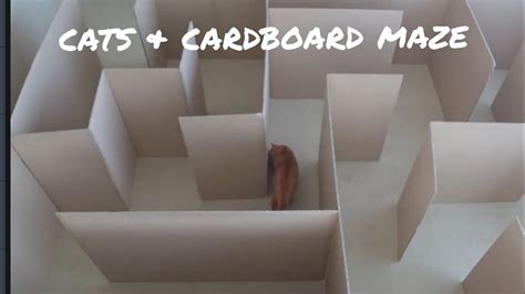 Cats & Cardboard maze - YouTube