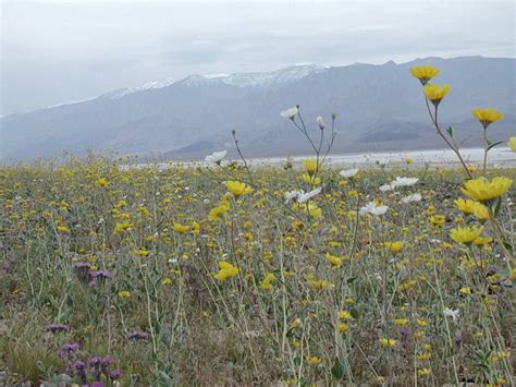 Death Valley - Flowers!