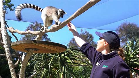 Melbourne Zoo - tickets, prices, discounts, keeper talks, animals