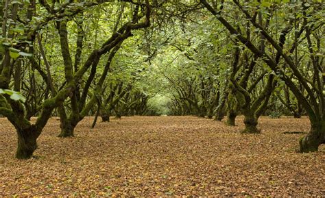 Where Do Hazelnuts Come From