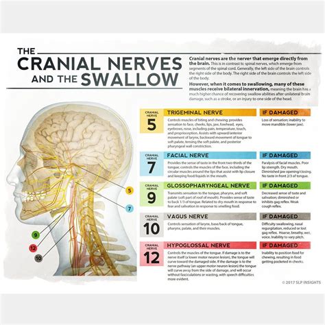 Swallowing therapy – Artofit