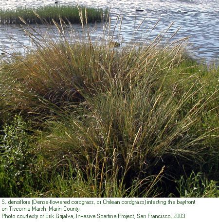 Dense-flowered cordgrass identification and control: Spartina densiflora - King County