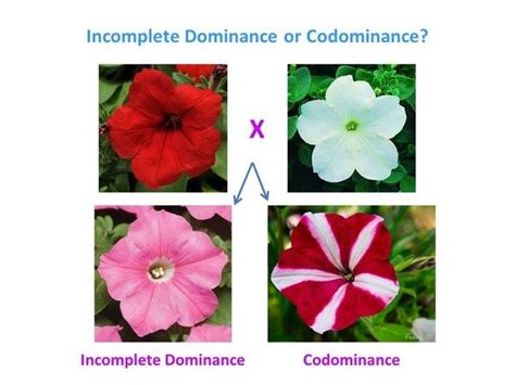 What are the similarities between incomplete dominance and ... | Mendelian inheritance ...