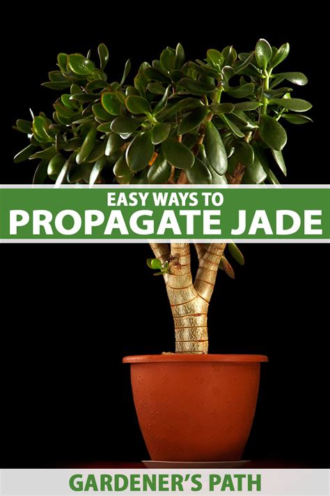 How to Propagate Jade Plants | Gardener’s Path