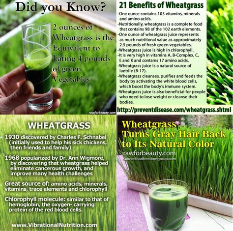 21 Benefits Of Wheatgrass - Replacement - Ketogenic Forums