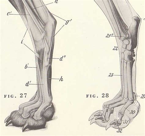 17 Best images about Dog skeleton on Pinterest | Foot anatomy, Models and Dog anatomy