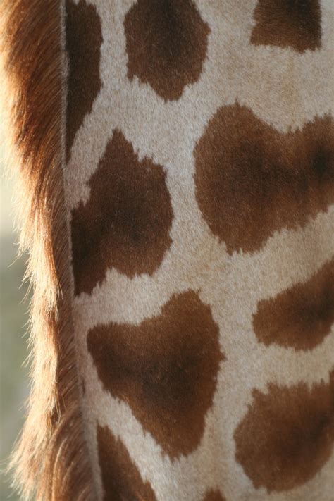 Free Giraffe Spots Stock Photo - FreeImages.com