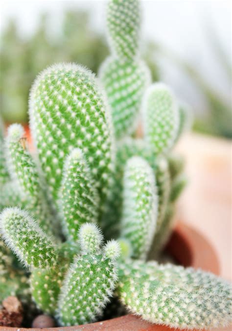 Bunny Ear Cactus: The unique, easy-care cactus that's perfect for your home | Succulents ...