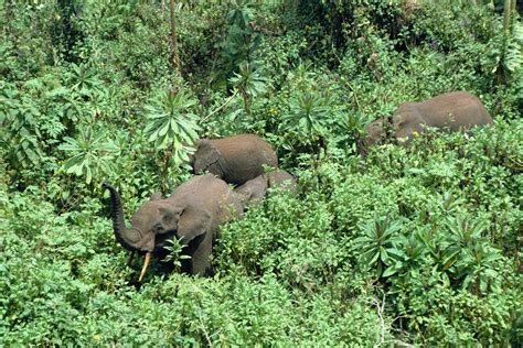 Elephants help forests store more carbon by destroying smaller plants | New Scientist